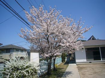 集会所の桜2013.4.3.jpg