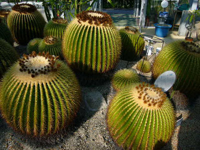 花と緑の癒しの空間（2枚目）